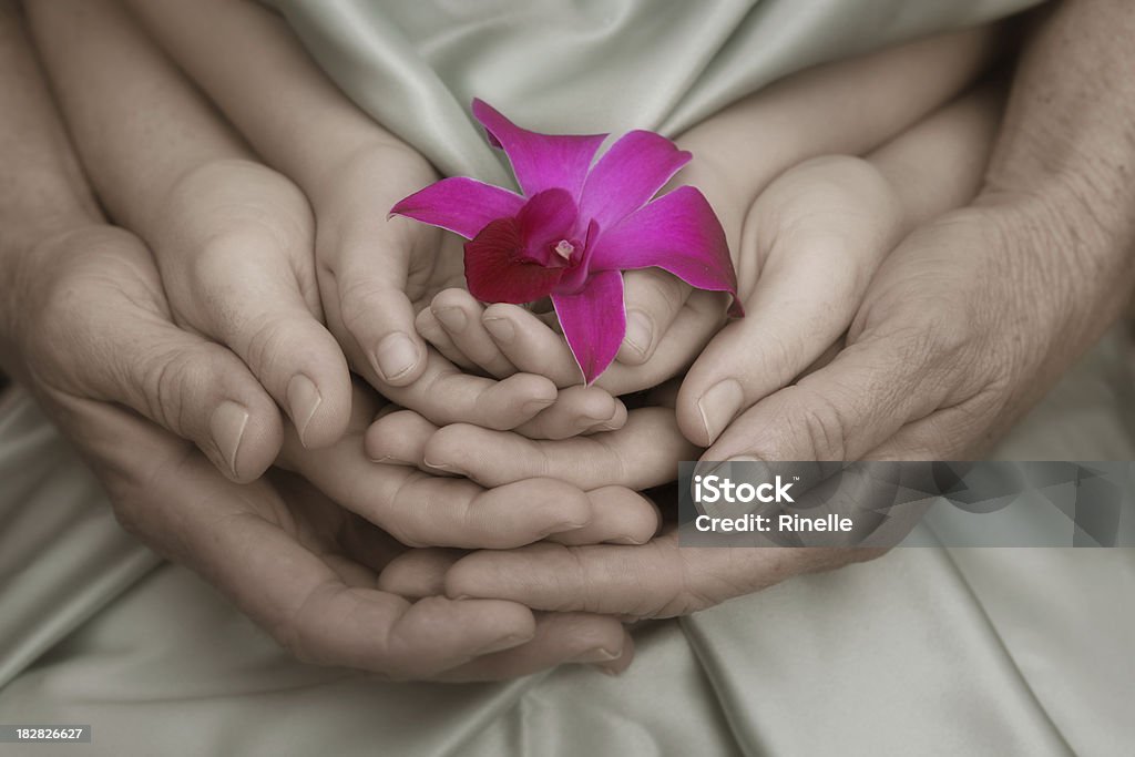 Орхидея поколений - Стоковые фото Сложенные лодочкой ладони роялти-фри