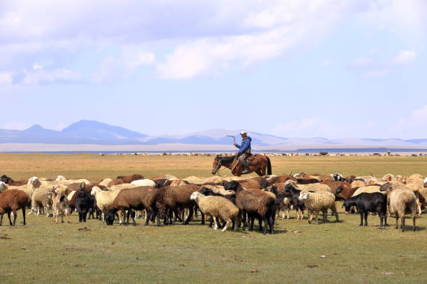 August 23 2023 - Song kol lake in Kyrgyzstan: nomad people live their ordinary life on the summer pasture