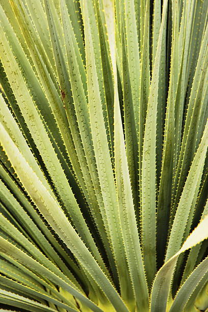 foglie di cactus del deserto divisione fronda - plant size foto e immagini stock