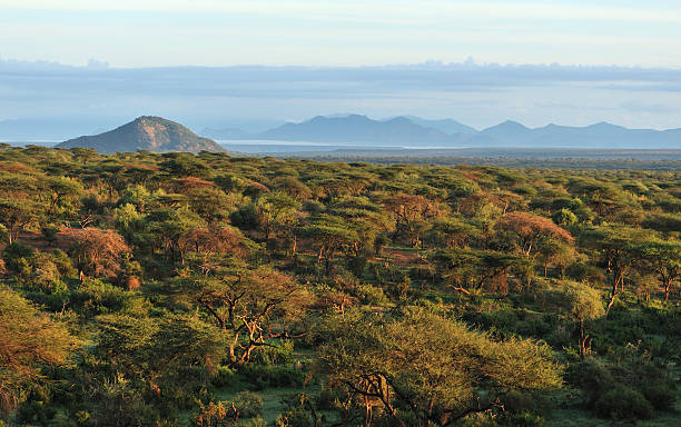 African bush al amanecer - foto de stock