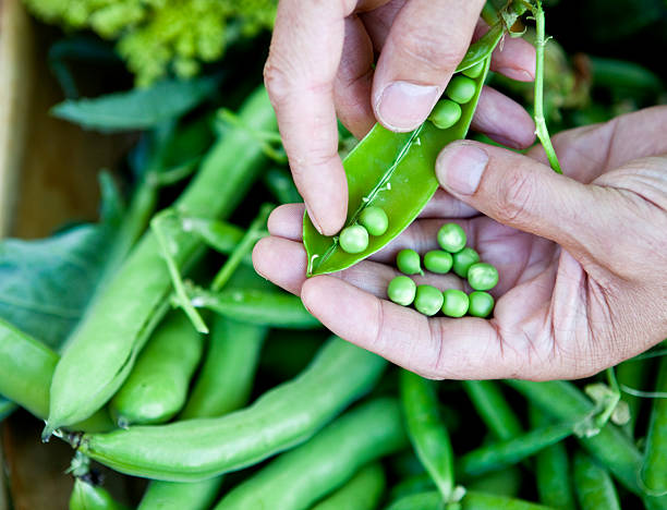 desvainar orgánicos frescos cultivados guisantes hogar - fava bean broad bean vegetable bean fotografías e imágenes de stock