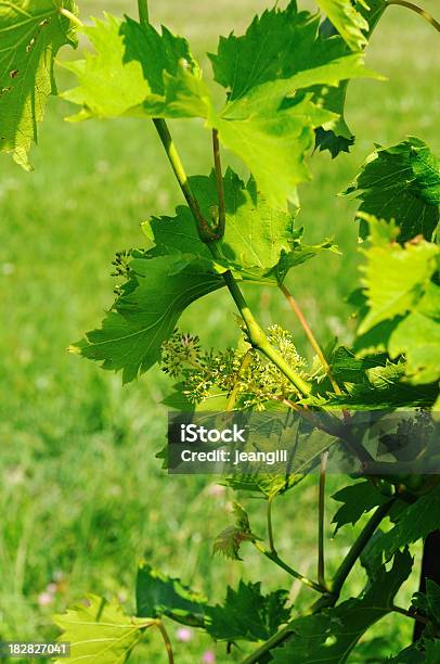 Baby Grapes On The Vine Stock Photo - Download Image Now - Color Image, Cultivated, Food