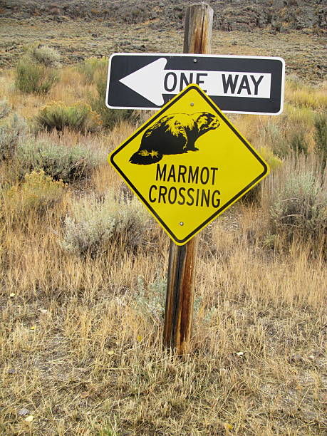istock Marmot Crossing Sign Rodent 182827066