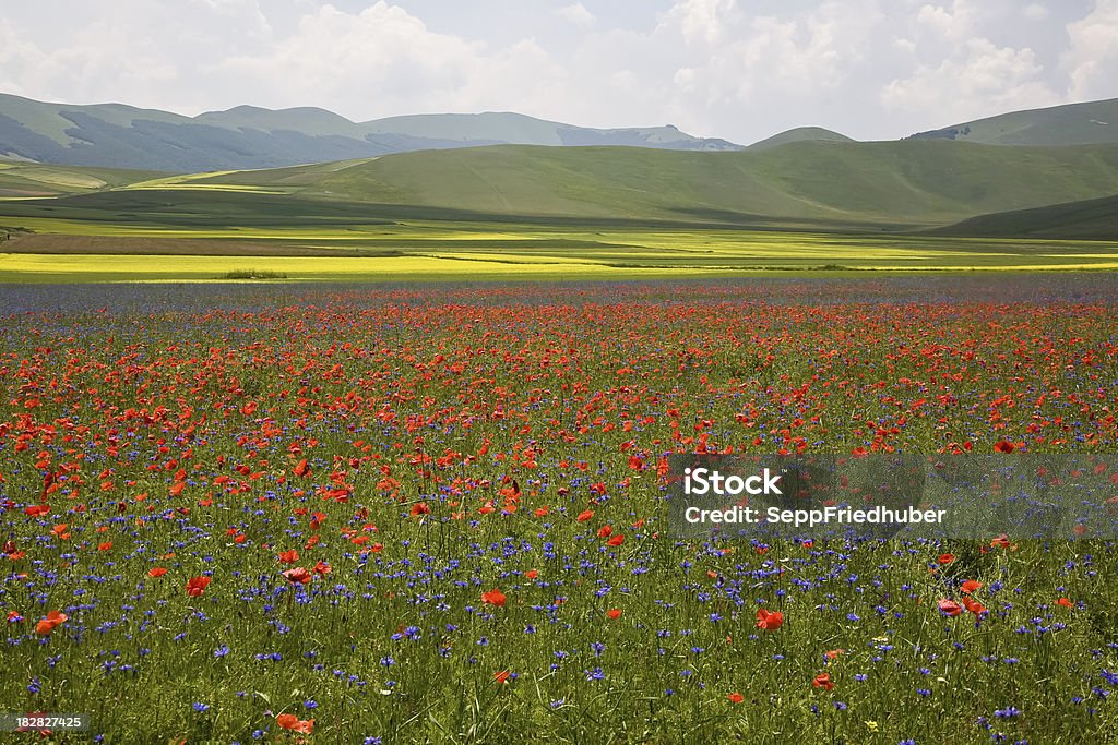 Florescendo campos nas montanhas Sibillini - Foto de stock de Abruzzo royalty-free