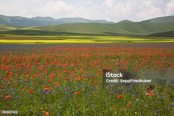 Foto de Florescendo Campos Nas Montanhas Sibillini e mais fotos de stock de Abruzzo - Abruzzo, Agricultura, Ajardinado