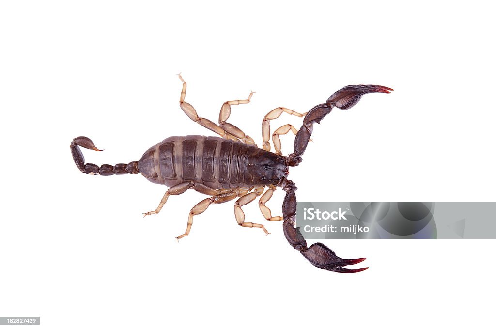 Brown Skorpion, isoliert auf weißem Hintergrund - Lizenzfrei Ansicht aus erhöhter Perspektive Stock-Foto
