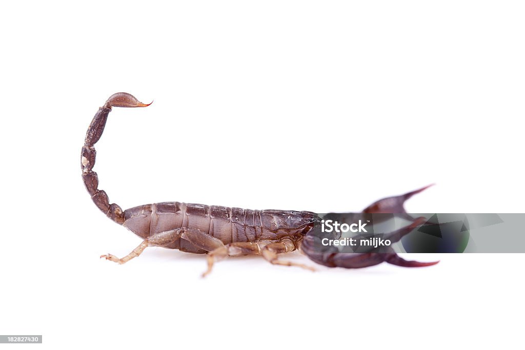 scorpion Brun isolé sur fond blanc - Photo de Profil libre de droits