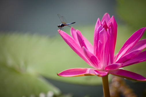 Dragonfly with lotus in summer.