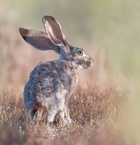 Photo of Black Tailed Jackrabbit