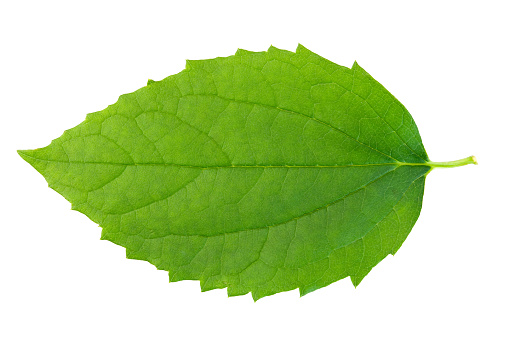 Leaf Jasmine