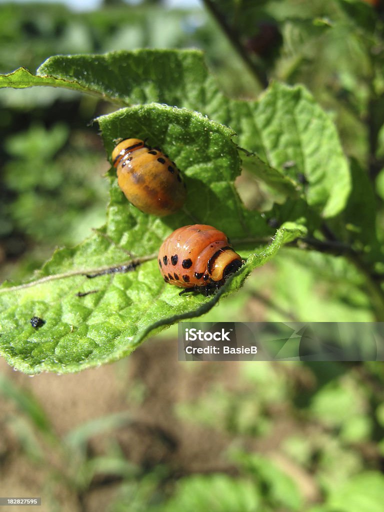 Colorado potato beetle larvae - Lizenzfrei Blatt - Pflanzenbestandteile Stock-Foto