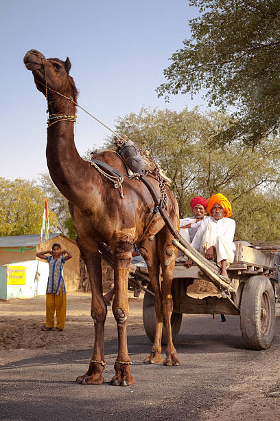 istock Rural Indian Men in Rajasthan on a Camel Cart 182827632