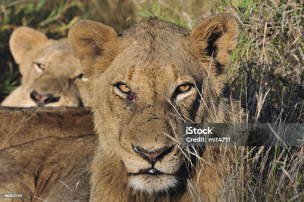 Leone femminile - Foto stock royalty-free di Africa