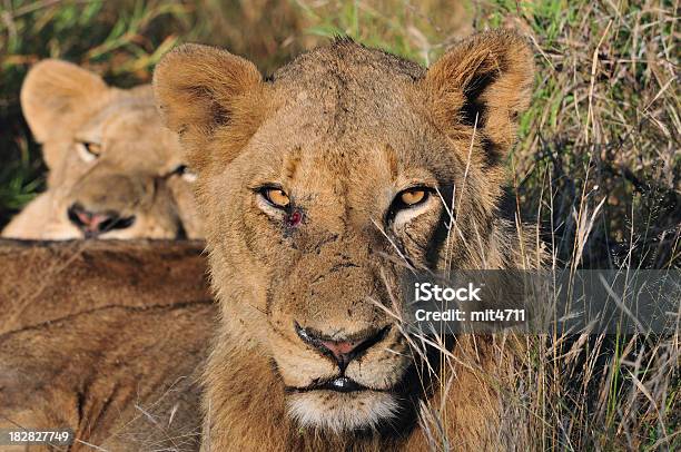 Leone Femminile - Fotografie stock e altre immagini di Africa - Africa, Animale, Animale da safari