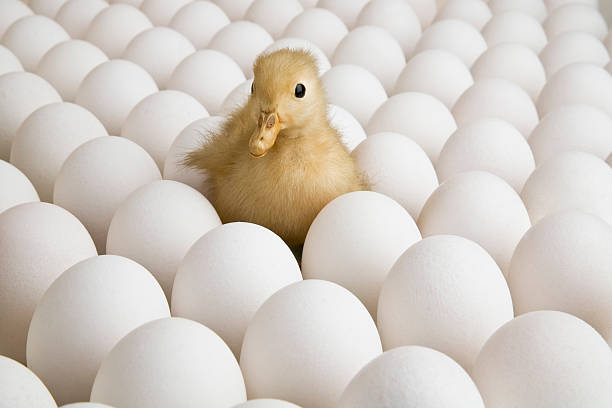 istock Duckling in a field of eggs 182827933