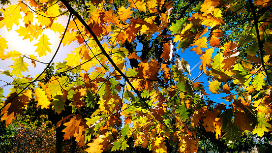 Fall leaves against the blue sky and sun,selective focus