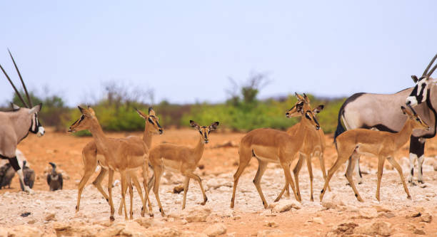 istock Springbok and Oryx on the African plains 1828280582