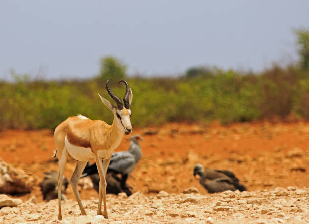 istock Springbok on the African plains with vultures in the background 1828280594