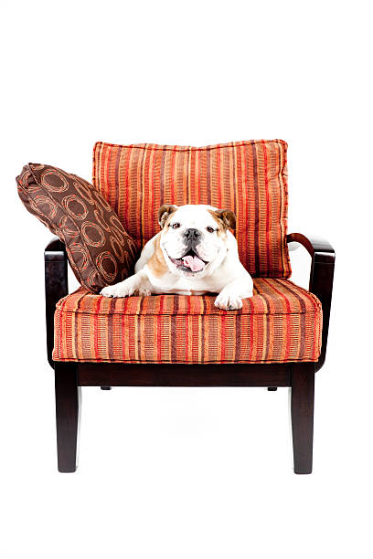 istock Family Dog 182828163