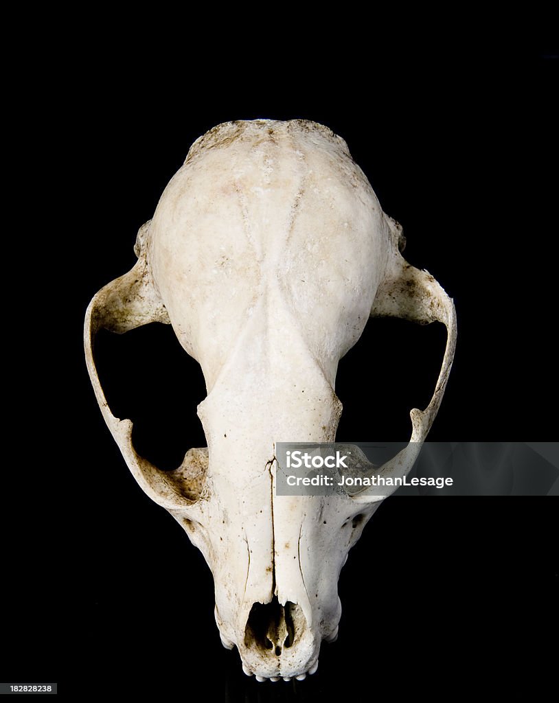 스컬 racoon, 라톤의 laveur 뼈 - 로열티 프리 너구리-너구리과 스톡 사진