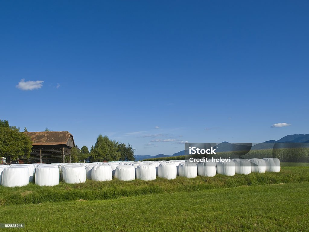 Hay bales en plastique blanc - Photo de Papier d'emballage libre de droits