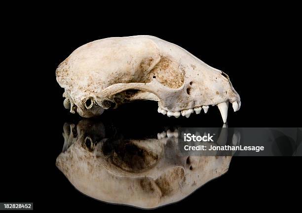 프로필 스컬 Racoon 라톤의 Laveur 뼈 너구리-너구리과에 대한 스톡 사진 및 기타 이미지 - 너구리-너구리과, 동물의 뼈대, 검정색 배경