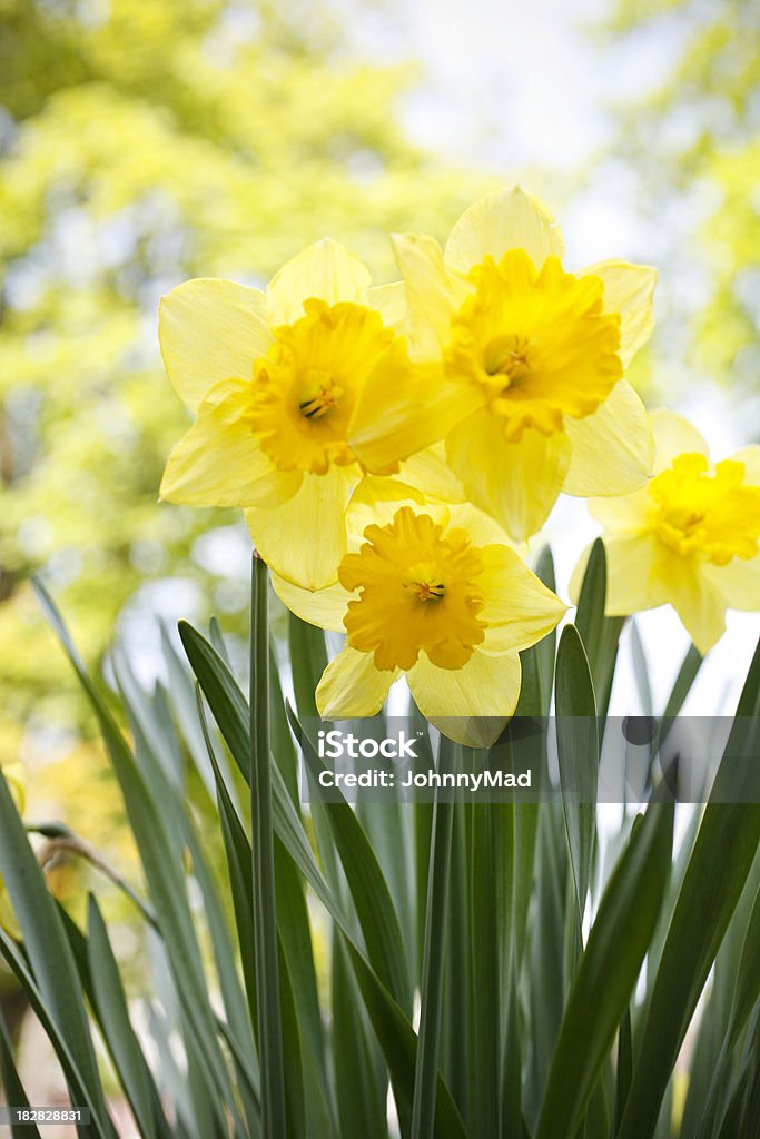 Daffodils Beautiful daffodils growing in a sunny garden. Daffodil Stock Photo