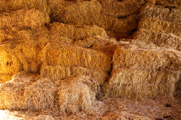 istock A large number of haystacks prepared for agricultural use. 1828290249