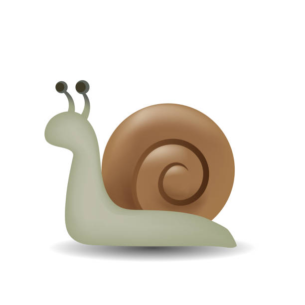 白い背景で隔離されたカタツムリベクトル絵文字イラスト。カタツムリのベクトル図。 - snail white background isolated on white garden snail点のイラスト素材／クリップアート素材／マンガ素材／アイコン素材