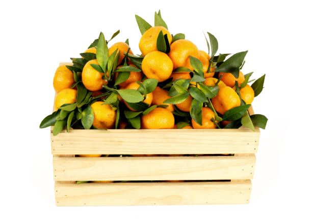 istock Tangerines in wooden crate isolated on white background. 1828291299