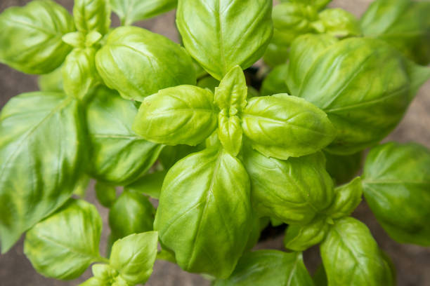 istock Fresh organic basil herbal leaves for health 1828292909