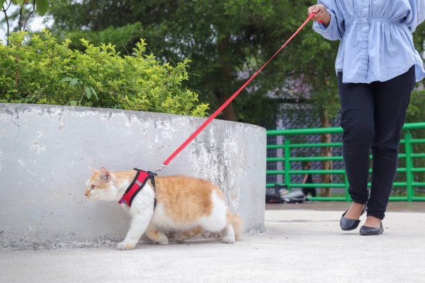 Outdoor portrait of Asian woman in hijab taking cat out for a walk in city park, pet wearing harness and tied with leash. Love relationship between humans and animals. stock photo