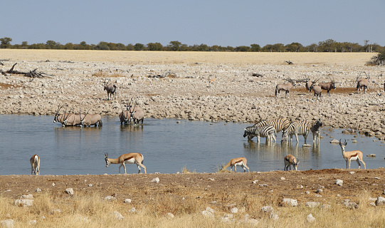 Etosha National park : oryx, zebra and impala - Namibia