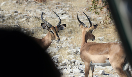 Springbok (impala) - Namibia