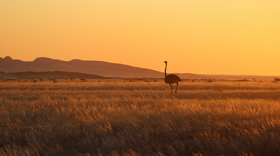 Ostrich, in sunset - Namibia