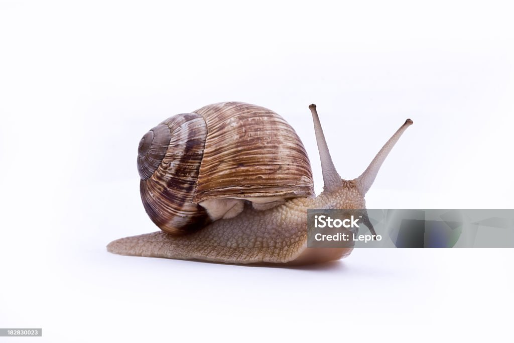 A brown garden snail on a white background Garden snail isolated on white Snail Stock Photo