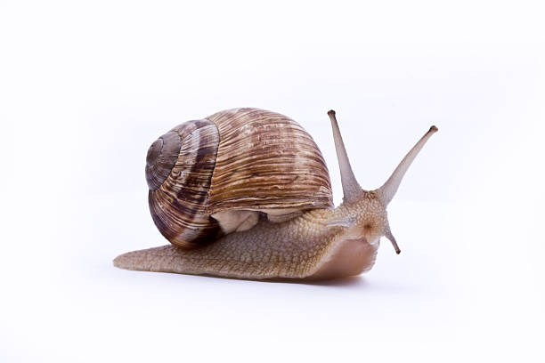 A brown garden snail on a white background Garden snail isolated on white snail stock pictures, royalty-free photos & images
