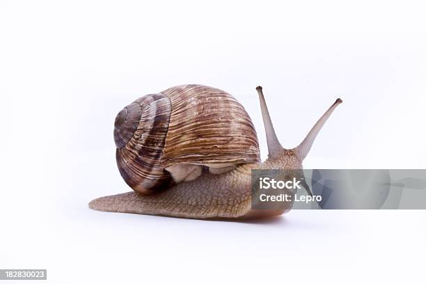 A Brown Garden Snail On A White Background Stock Photo - Download Image Now - Snail, Spiral, Cut Out