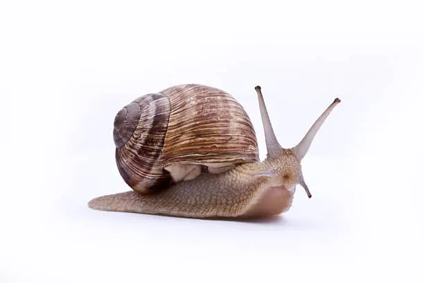 Photo of A brown garden snail on a white background