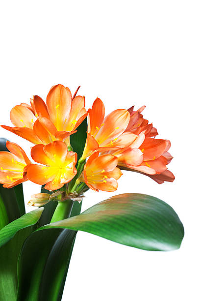 Subject: Clivia flower and plant isolated on a white background.