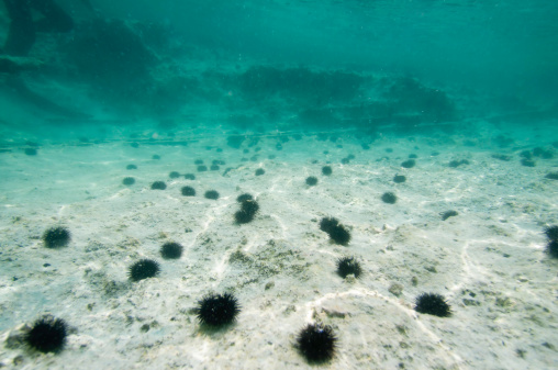 Underwater landscape - Sea floor dotted with urchins. Wide angle