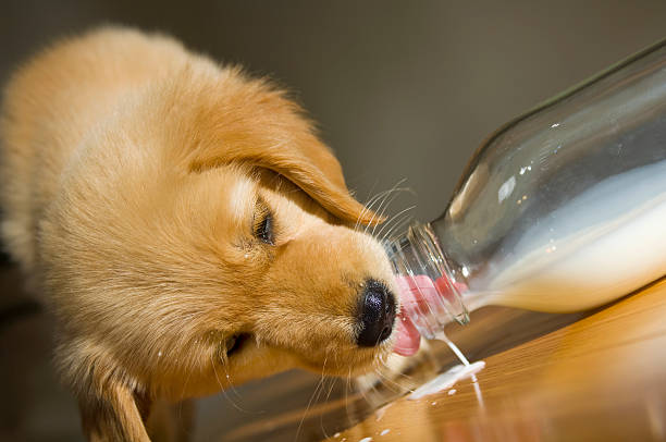 Golden Retriever Puppy Licking Milk From A Spilled Bottle Stock ...