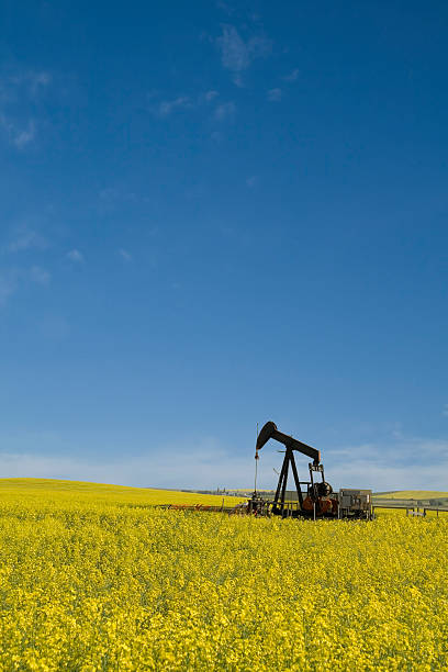 istock Oil Industry Pumpjack in Canola Field 182830298