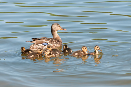 Mother mallard and ducklings on a pleasant summer day