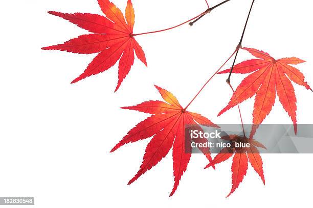 레드 추절 낙엽 가을 단풍에 대한 스톡 사진 및 기타 이미지 - 가을 단풍, 단풍나무, 컷아웃