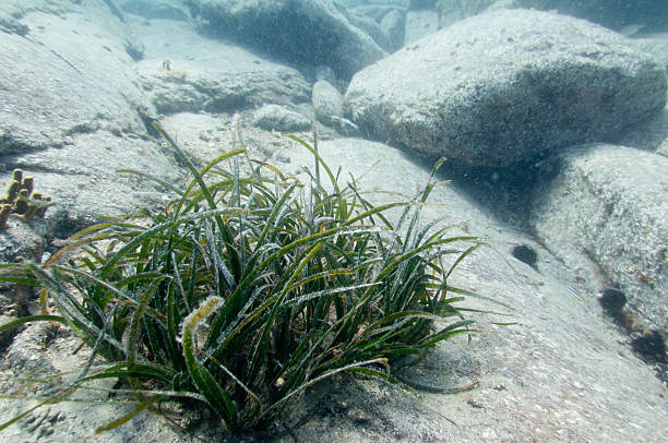 Patch of sea grass on the rocky ocean floor. Selective focus