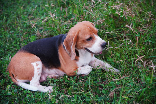istock A cute tri-color beagle lying down  on the grass field. 1828306165