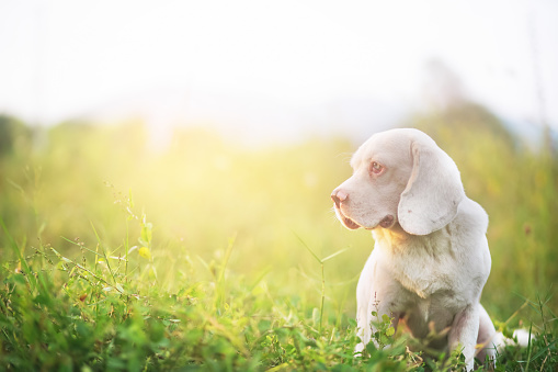 Portrait of a cute white fur beagle dog lying on the green grass ,shooting with a shallow depth of field.