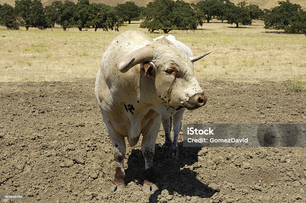 Close-up di Texas Longhorn Bull - Foto stock royalty-free di Ambientazione esterna
