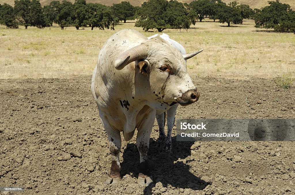 Close-up do Texas Longhorn Bull - Foto de stock de Animais Machos royalty-free